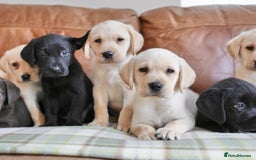 Labrador Retriever dogs for sale: Quality Health Tested Labrador Puppies - Image 6