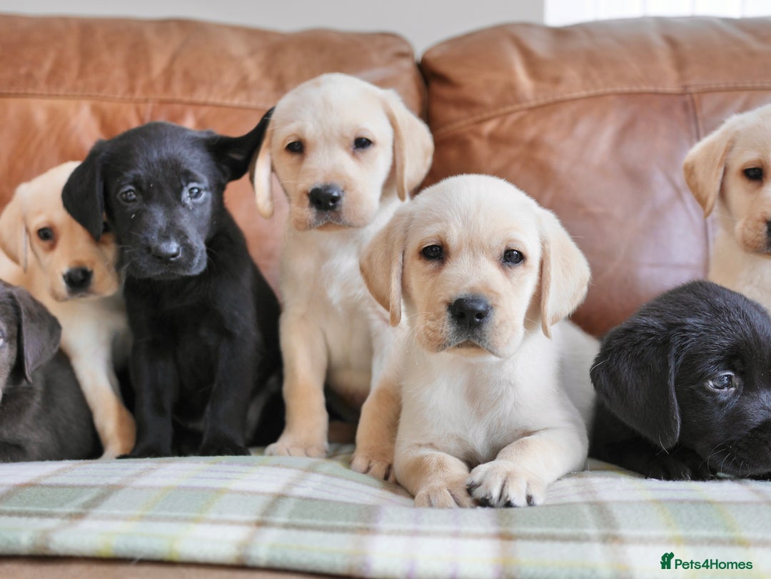 Labrador Retriever dogs for sale: Quality Health Tested Labrador Puppies - Image 6