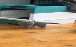 Russian Blue cats for sale: Adorable pure silver Russian blue kittens for sale - Image 5