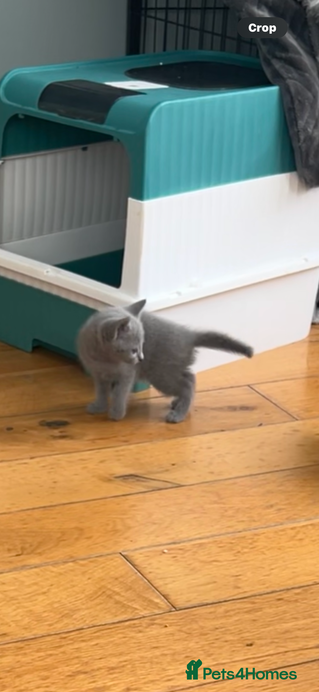 Russian Blue cats for sale: Adorable pure silver Russian blue kittens for sale - Image 5
