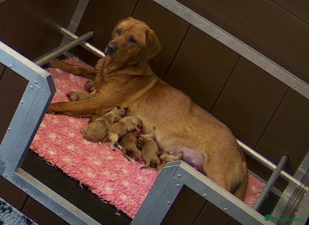 Labrador Retriever dogs for sale: 🐾RETIRED 4 YR OLD FOX RED LABRADOR BITCH 🐾 - Image 3