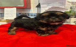 Shih Tzu dogs for sale: Kc stunning small imperial baby boy  - Image 19