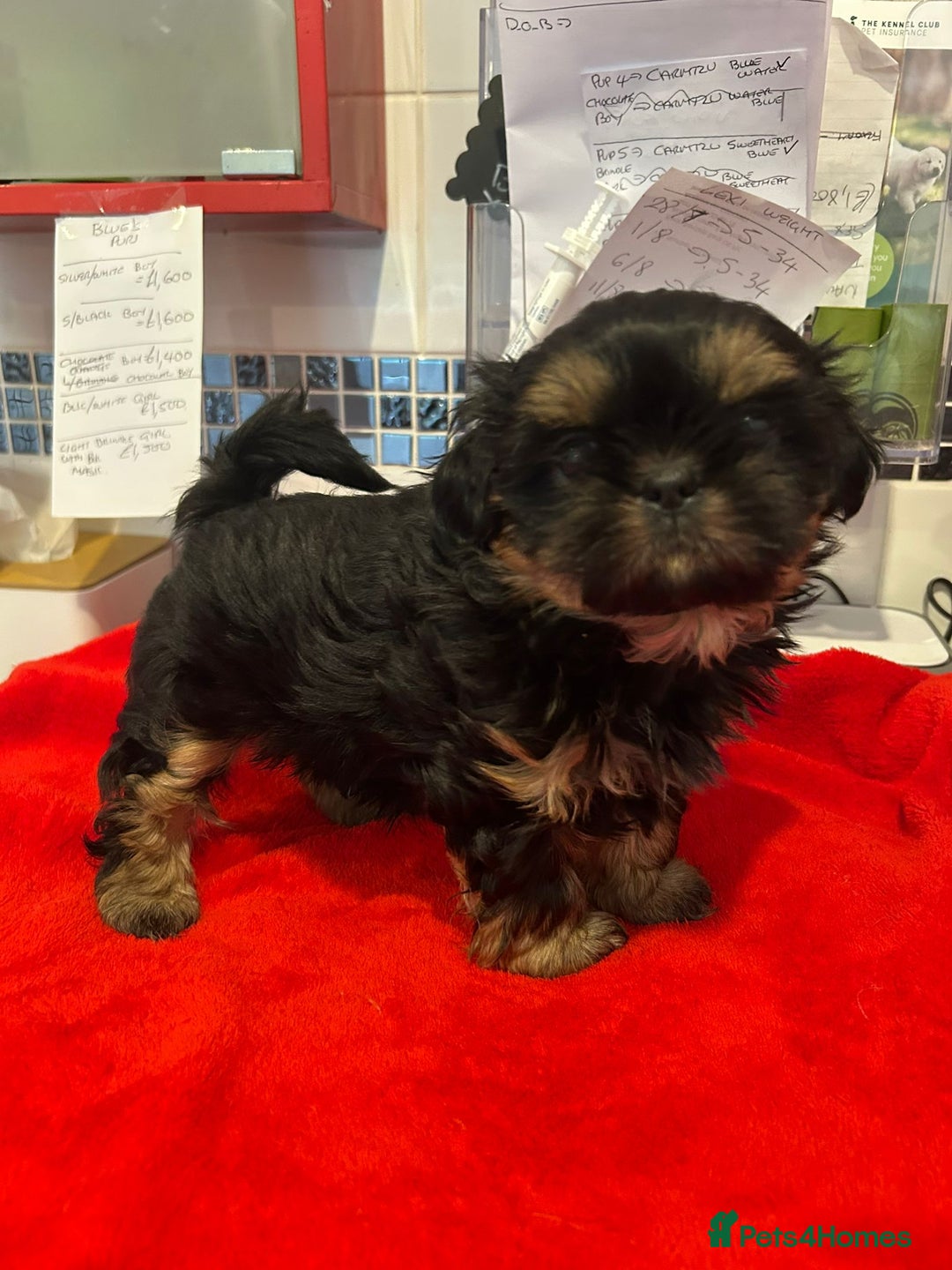 Shih Tzu dogs for sale: Kc stunning small imperial baby boy  - Image 19