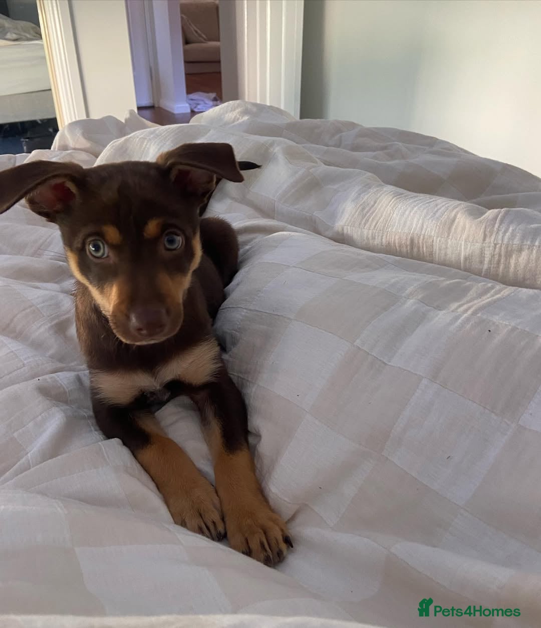 Australian Kelpie dogs for sale: Exceptional Male & Female Australian Kelpie - Image 3