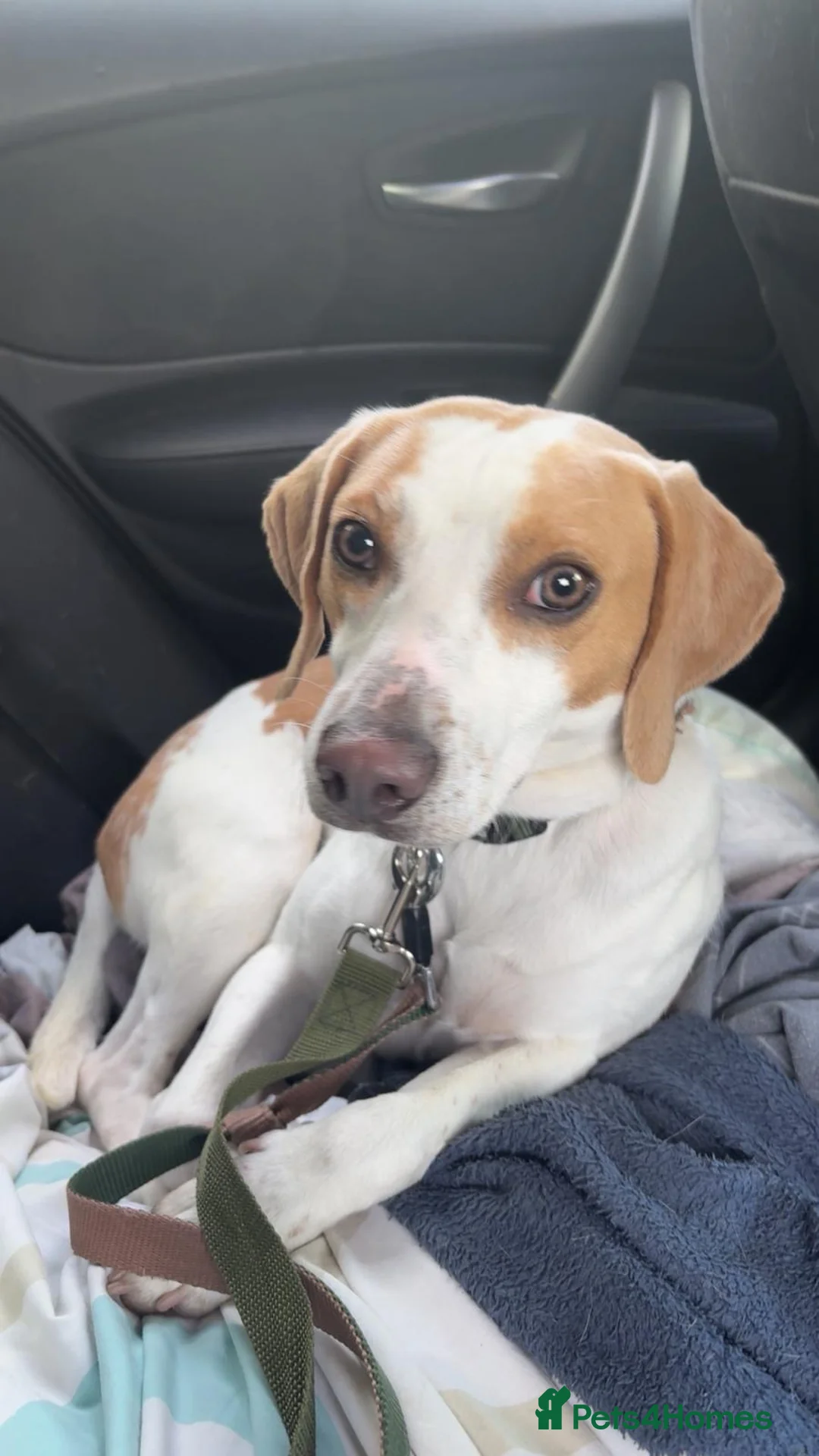 Mixed Breed dogs for sale: Beagle for sale  - Advert 2