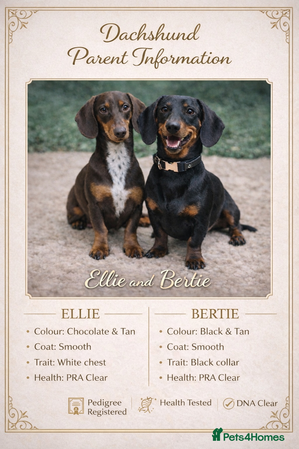 Dachshund dogs BEAUTIFUL DACHSHUNDS FUR BABIES!  - Advert 11