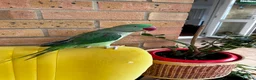 Parrots birds for sale: Cheeky year old alexandrine parrot - he talks!!  in Ilford - Advert 2
