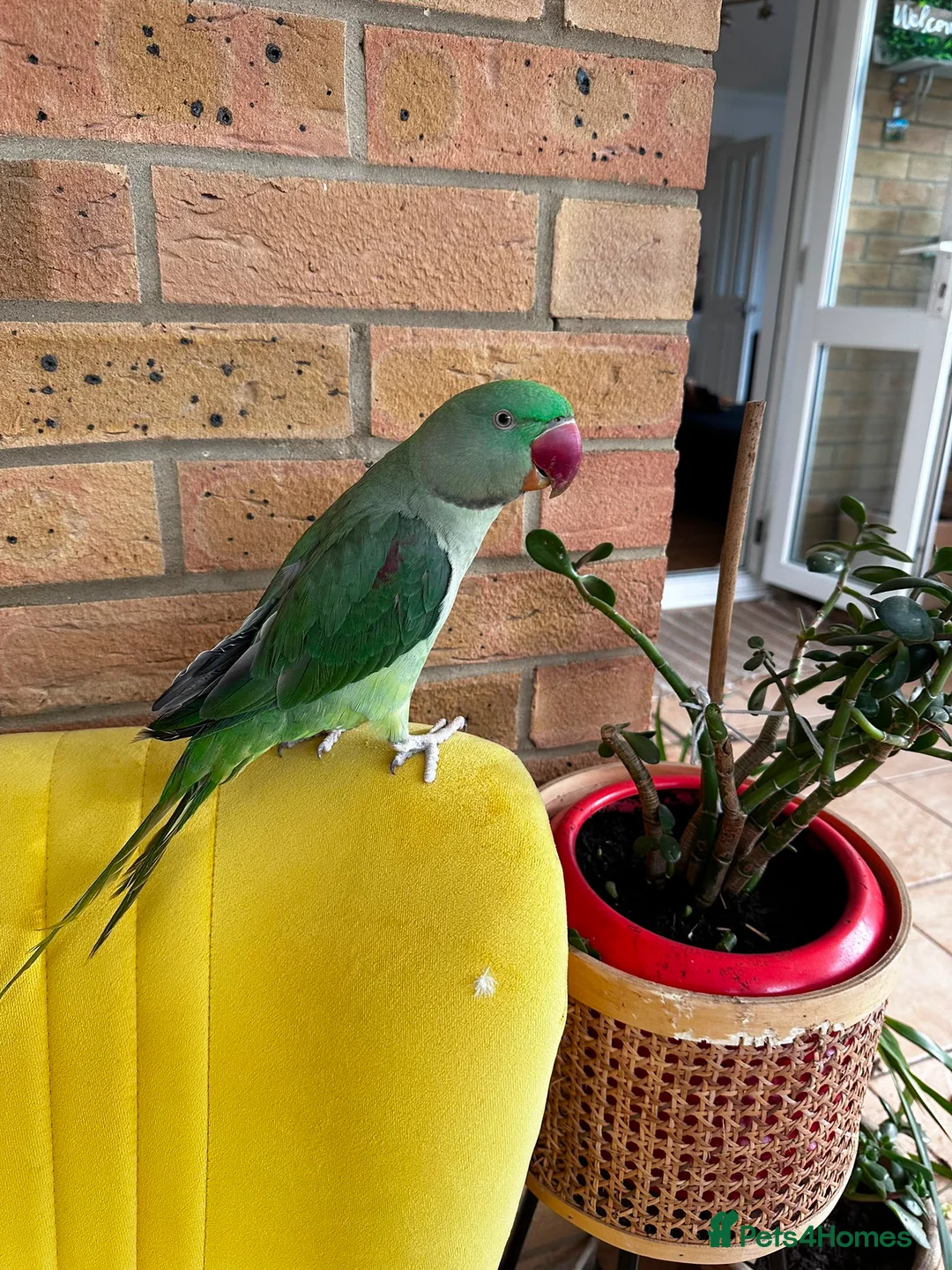 Parrots birds for sale: Cheeky year old alexandrine parrot - he talks!!  in Ilford - Advert 2