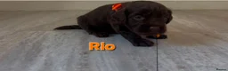 Cockapoo dogs for sale: COCKAPOO PUPPIES LOOKING FOR A HOME  - Advert 19