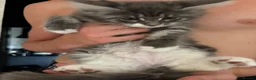 Maine Coon cats for sale: Bicolour blue white beautiful boy 10 weeks today - Advert 2