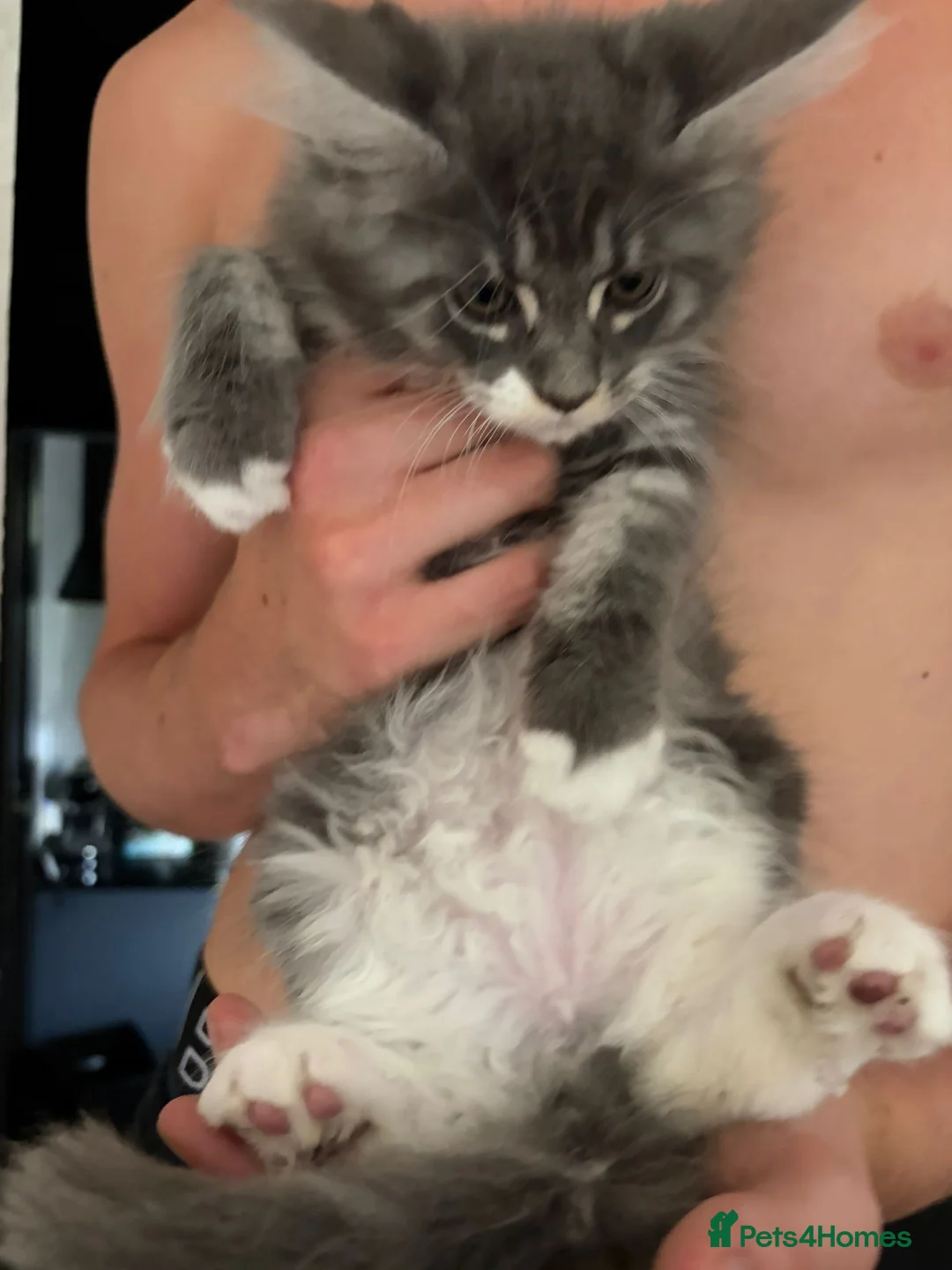 Maine Coon cats for sale: Bicolour blue white beautiful boy 10 weeks today - Advert 2