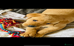 Labrador Retriever dogs for sale: Beautiful fox red and yellow lab puppies  - Image 7