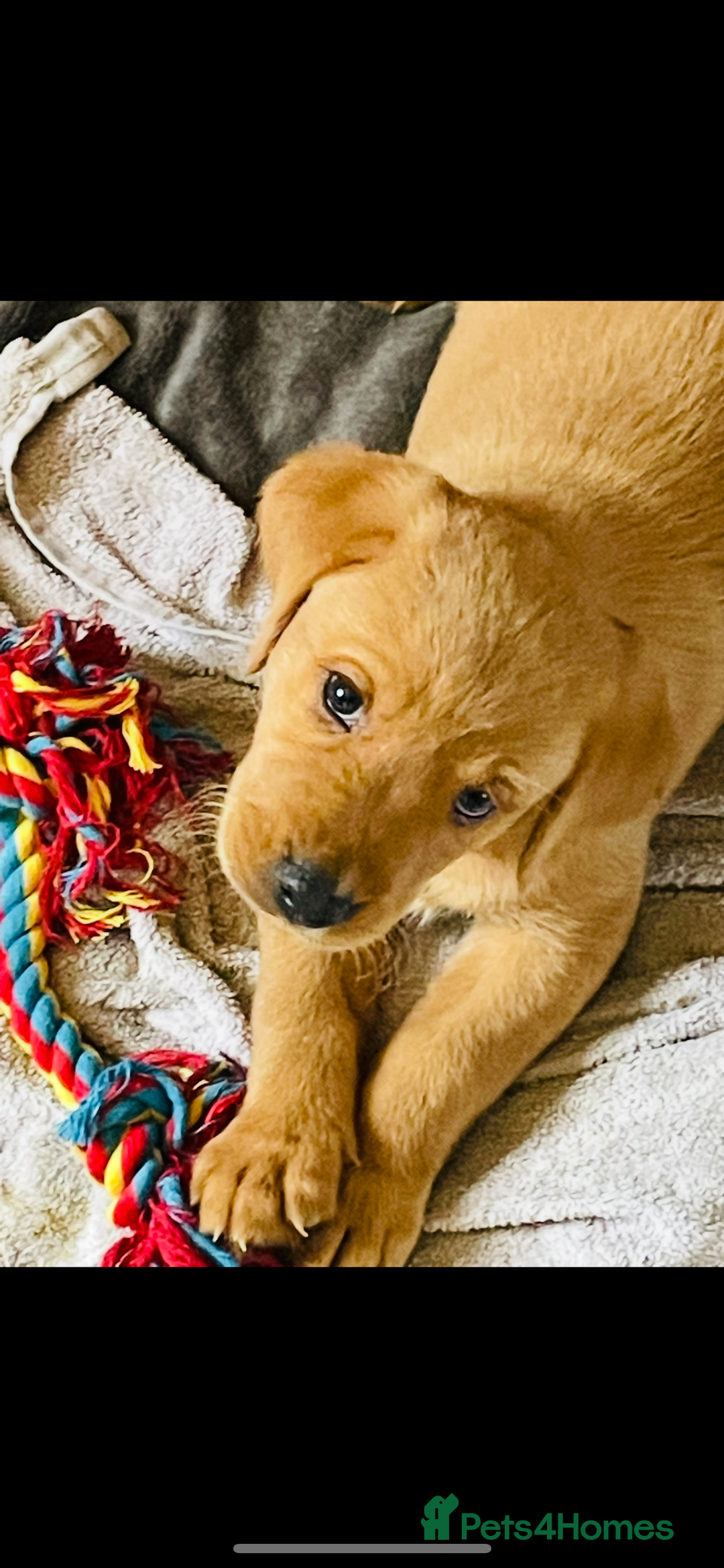 Labrador Retriever dogs for sale: Beautiful fox red and yellow lab puppies  - Image 7