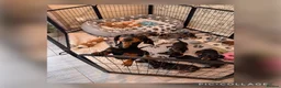 Miniature Dachshund dogs for sale: Health Tested - K.C Registered  - Advert 2