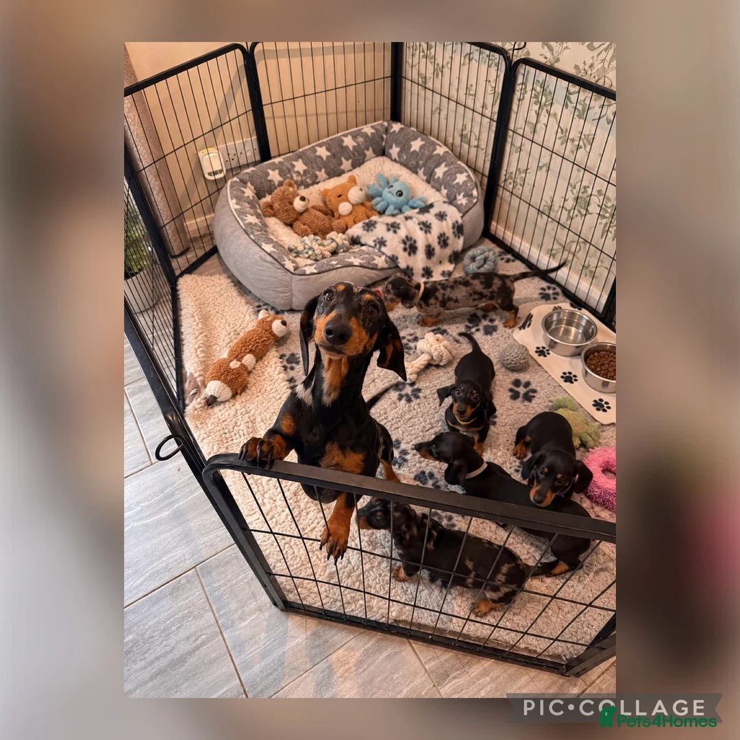 Miniature Dachshund dogs for sale: Health Tested - K.C Registered  - Advert 2