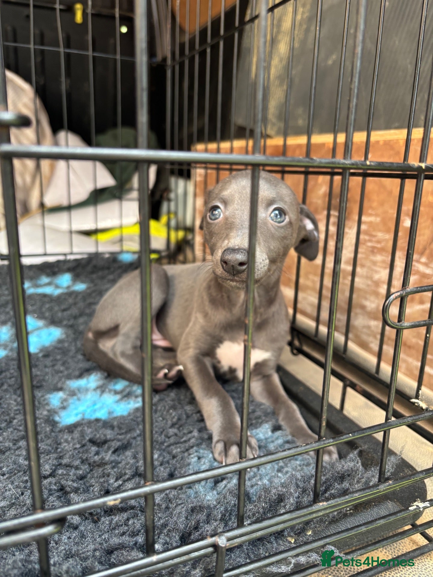 Whippet dogs Stunning Blue KC Reg Whippets Pups  - Advert 2