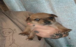 Mixed Breed dogs for sale: Jackawawas  - Image 5
