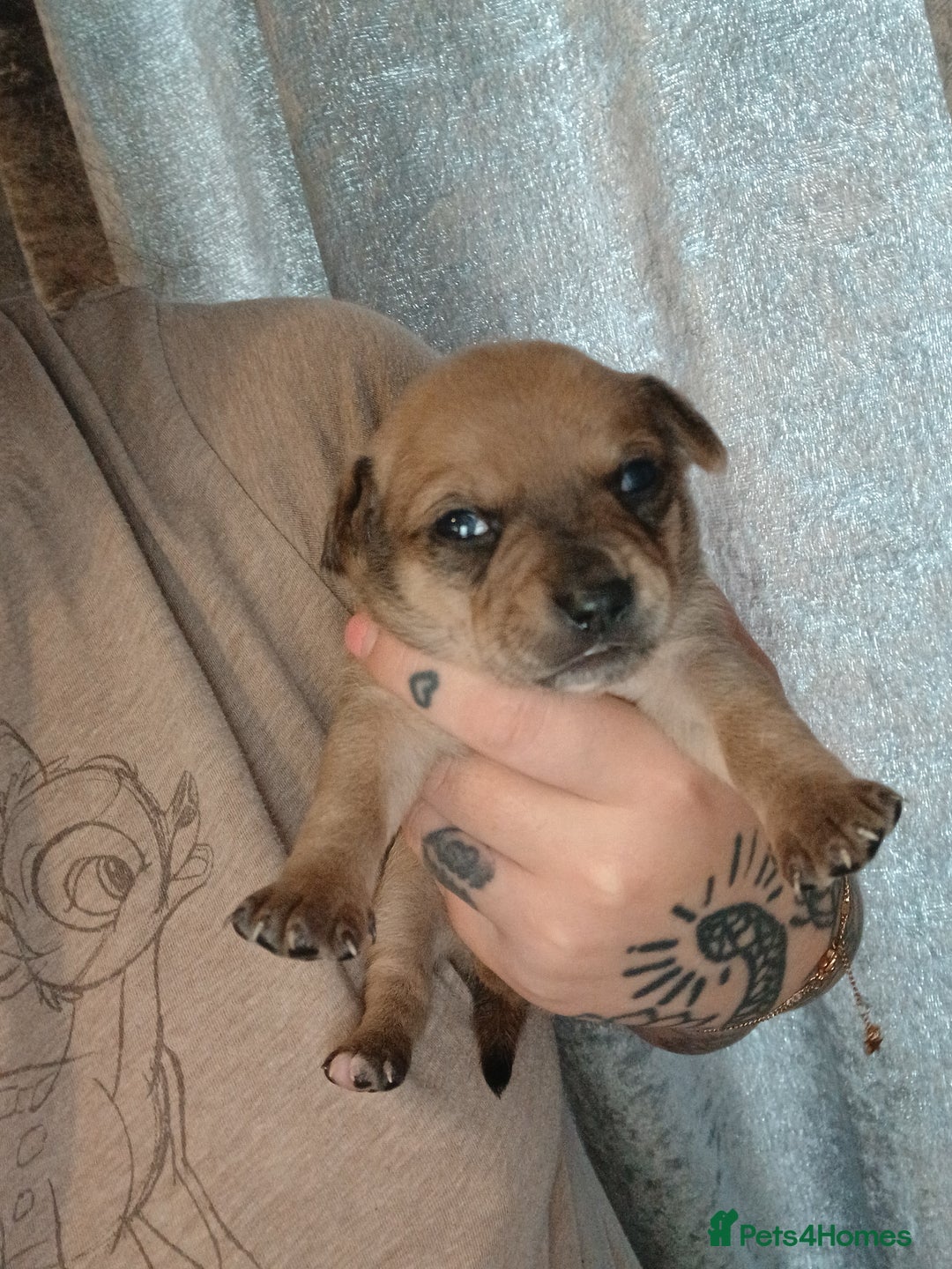 Mixed Breed dogs for sale: Jackawawas  - Image 5