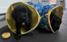 Cocker Spaniel dogs for sale: Working Cocker Spaniels - Image 20