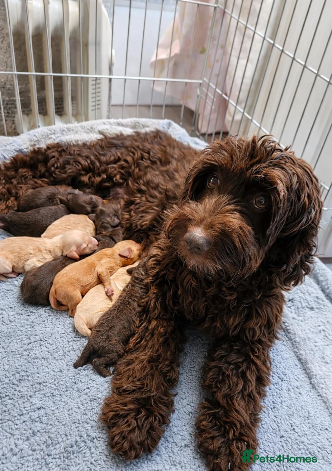 Cockapoo dogs for sale: Beautiful Cockapoo Pups Looking for Forever Homes - Advert 15