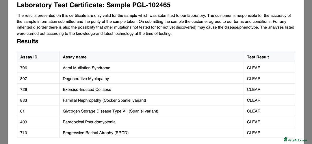 Cocker Spaniel dogs for stud: Cocker spaniel stud *PROVEN* - Image 9