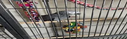 Parrots birds for sale: African Grey Lola - Advert 3