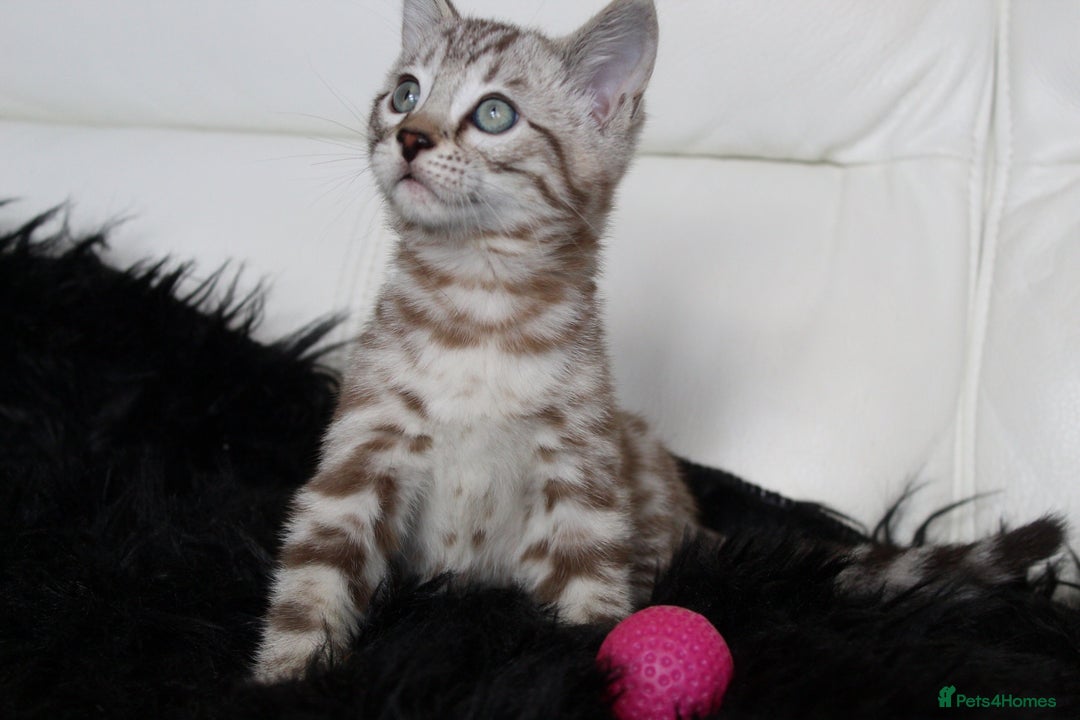 Bengal cats for sale: Gorgeous Bengal kittens - Image 4