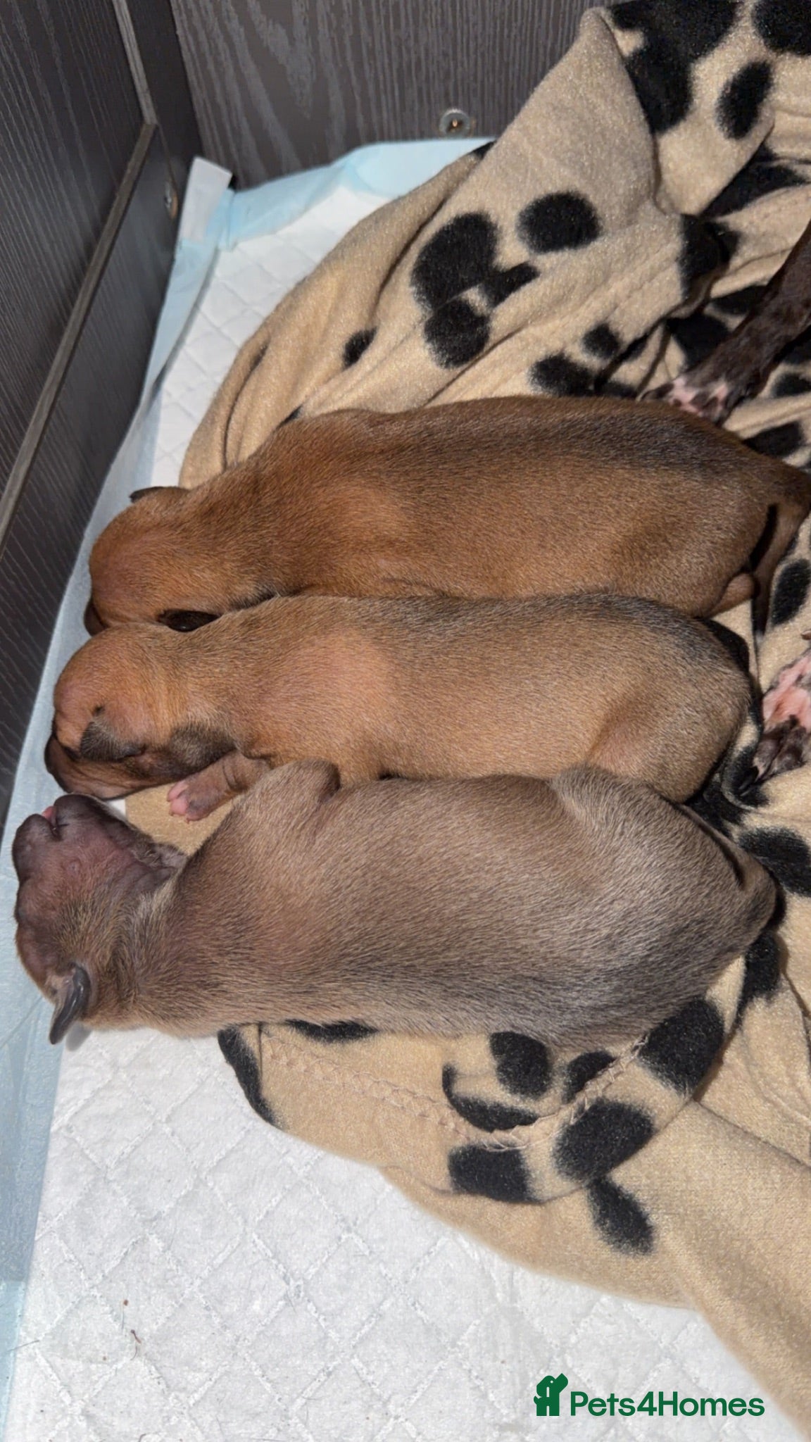 Italian Greyhound dogs Italian grey hounds  - Advert 15