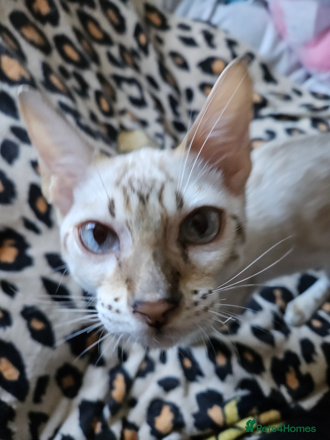 Bengal cats for sale: Snow bengal kittens for loving homes  - Image 34