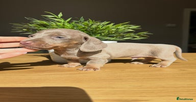 Miniature Dachshund dogs - Advert 4