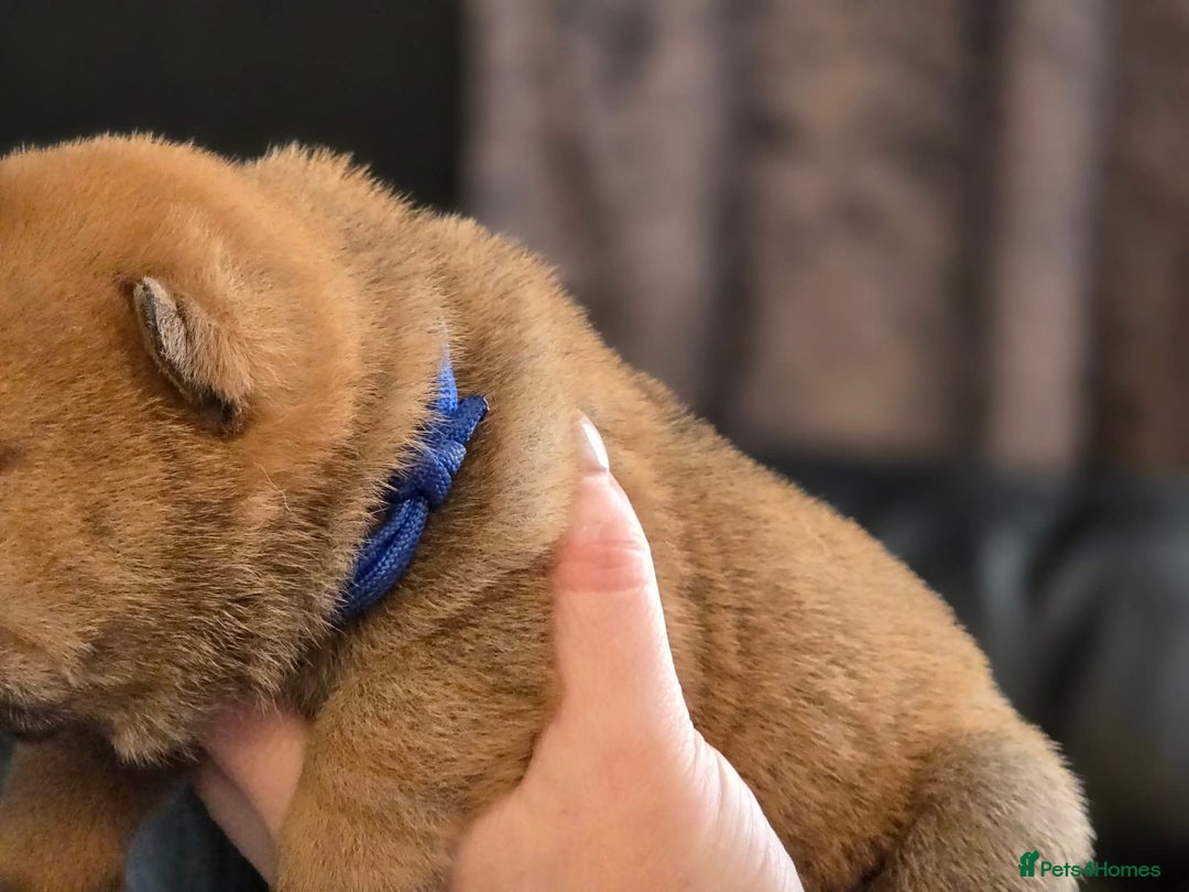 Mixed Breed dogs for sale: Chow Pei puppies - Advert 19