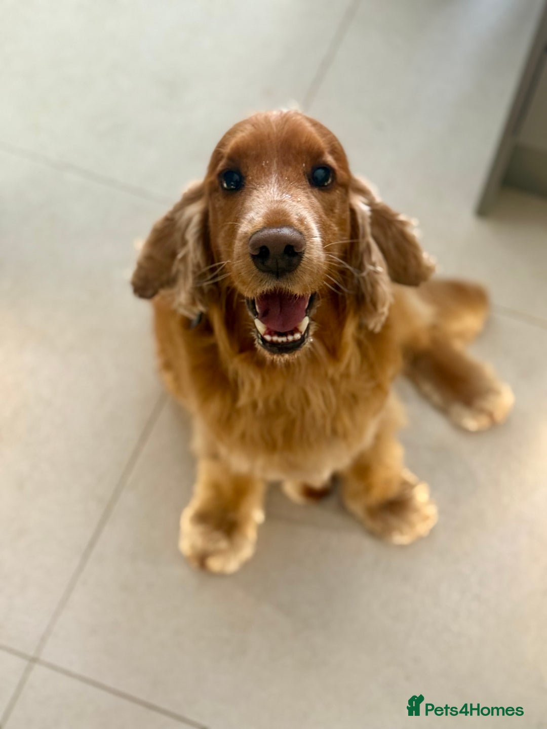 Cocker Spaniel dogs for stud: KC Registered Show Cocker - Advert 3