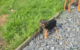 Patterdale Terrier dogs for sale: Patterdale x lakeland pups  - Image 4