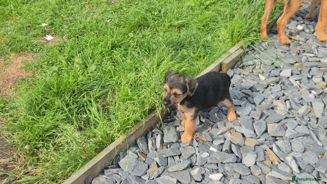 Patterdale Terrier dogs for sale: Patterdale x lakeland pups  - Image 4