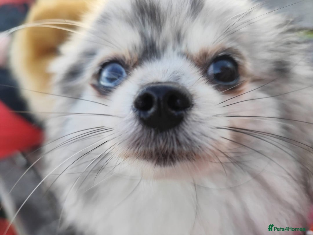 Pomeranian dogs for sale: Tiny Pomeranians - only boy left  - Advert 9