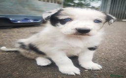 Border Collie dogs for sale: Beautiful Fluffy collie pups for sale  - Image 17