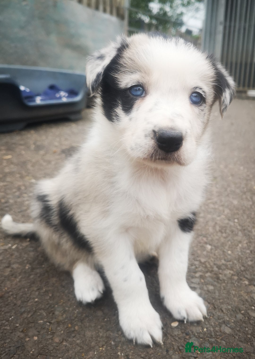 Border Collie dogs for sale: Beautiful Fluffy collie pups for sale  - Image 17
