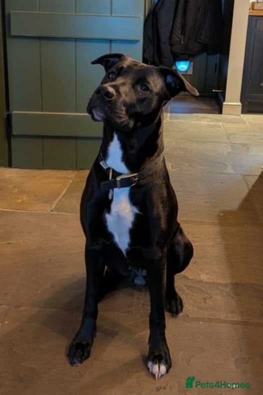 Mixed Breed dogs Lovely girl in West Yorkshire needs new home - Advert 3