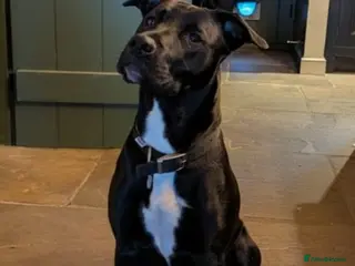 Mixed Breed dogs Lovely girl in West Yorkshire needs new home - Advert 3