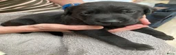 Labrador Retriever dogs for sale: Beautiful litter of black Labrador pups  in Beverley - Advert 8