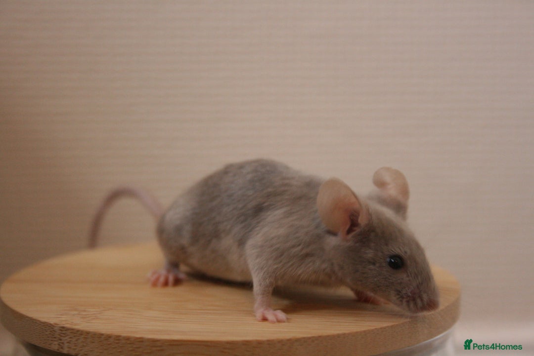 Mouse rodents for sale: 🐭 Female Mice Available for Adoption 🐭 - Image 13