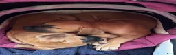 Mixed Breed dogs for sale: Mastiff x Staffy pups - Advert 6