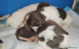 English Springer Spaniel dogs for sale: 🌟 Beautiful Springer Spaniel Litter - Image 7
