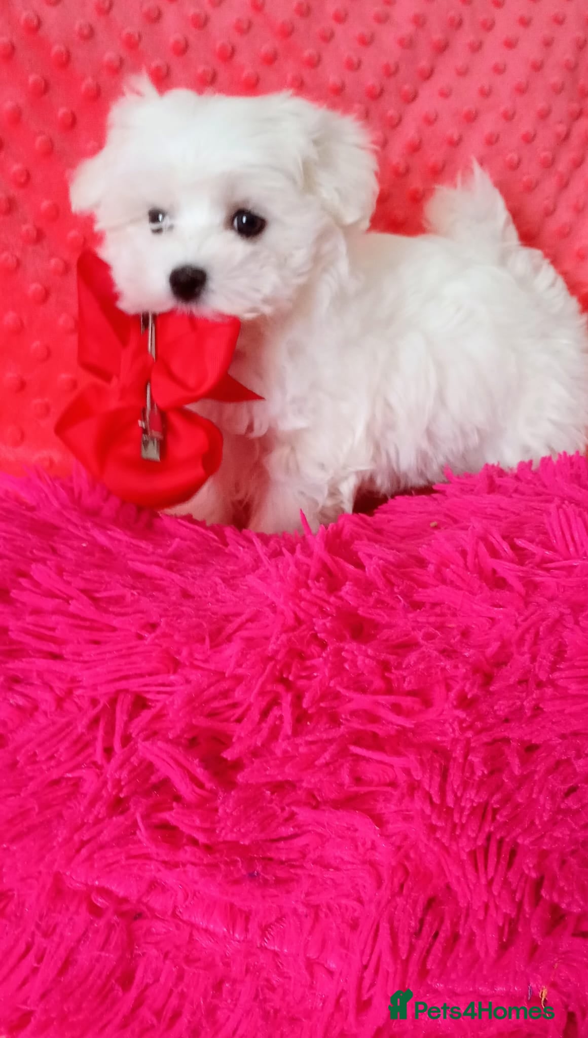 Maltese dogs Tiny Maltese Boy. Ready today - Advert 11