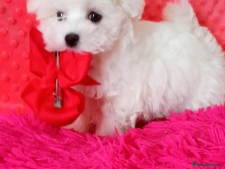 Maltese dogs Tiny Maltese Boy. Ready today - Advert 11
