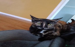 Domestic Shorthair cats for sale: 3 kittens for sale, 2 boys 1 girl.  - Image 8