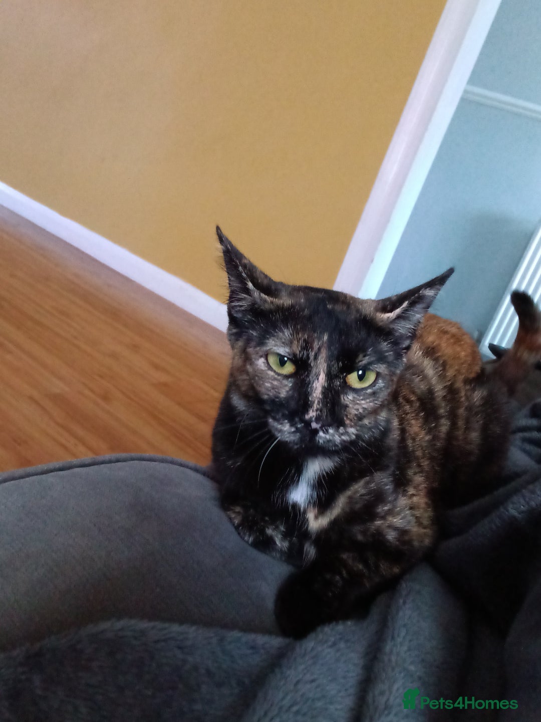 Domestic Shorthair cats for sale: 3 kittens for sale, 2 boys 1 girl.  - Image 8