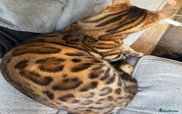 Bengal cats for sale: Beautiful bengal boy - Image 14