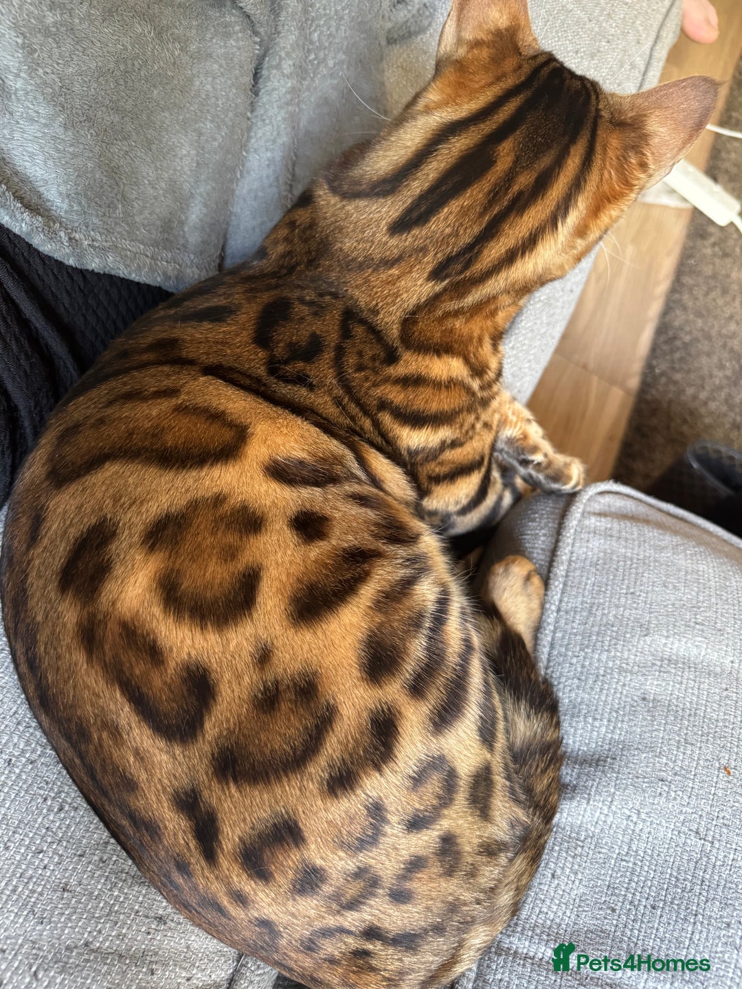 Bengal cats for sale: Beautiful bengal boy - Image 14