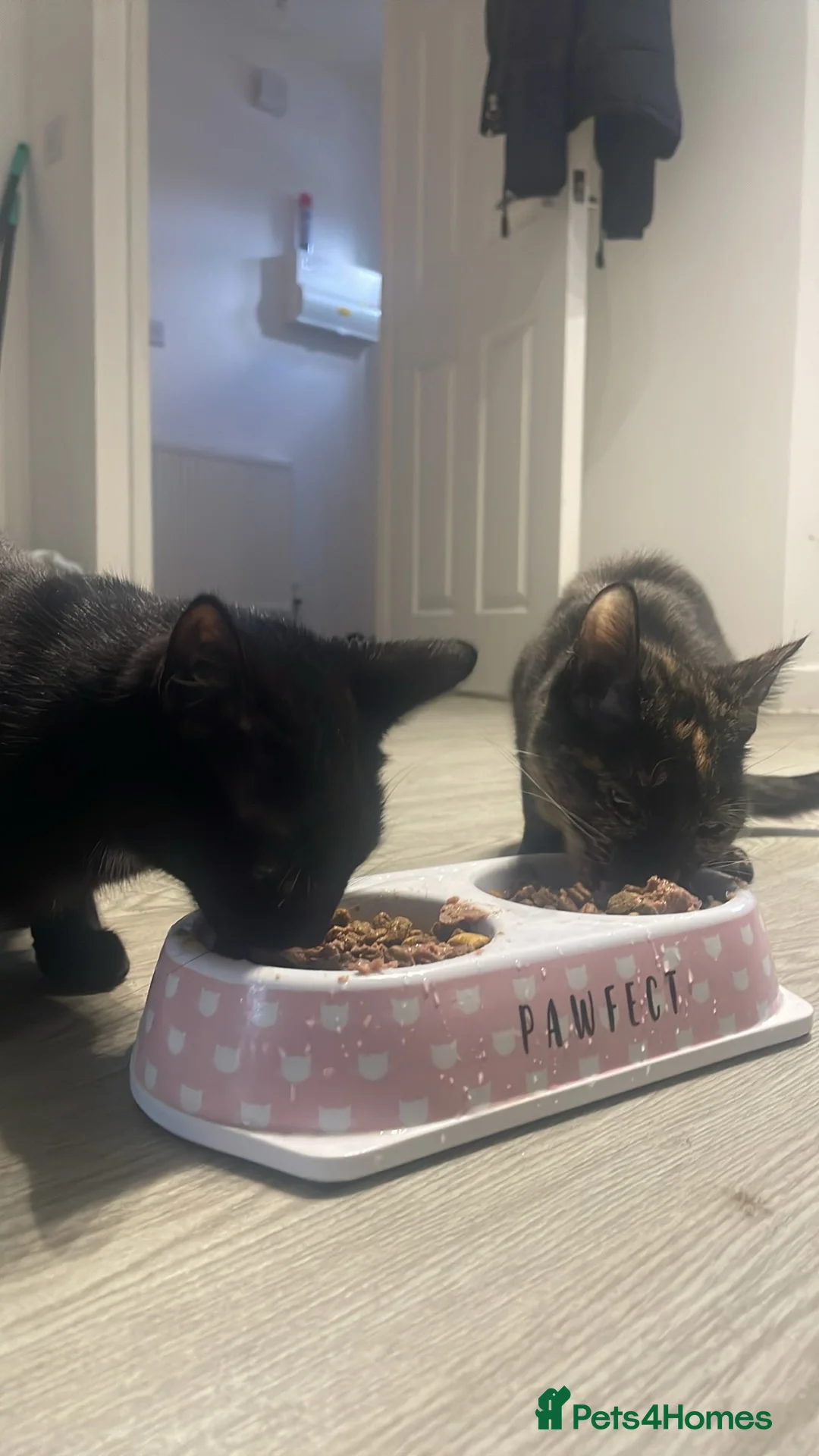 Mixed Breed cats for sale: Bella the black cat  in Poulton-le-Fylde - Advert 5